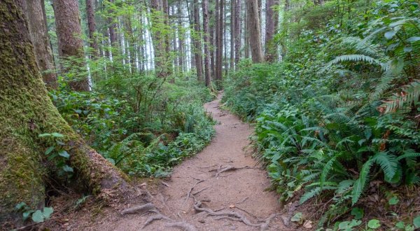 Hike This Ancient Forest In Oregon That’s Home To Hundred-Year-Old Trees