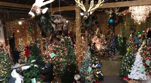 The Christmas Tree Barn In Maryland That Will Light Up Your Holiday Season