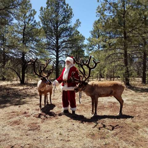 Get Into The Holiday Spirit At This Unique Reindeer Farm In Arizona