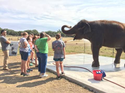 Most People Don't Know You Can Meet Endangered Elephants At This Unique Preserve In Texas