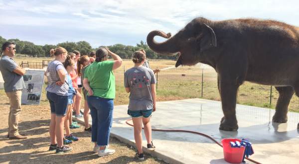 Most People Don’t Know You Can Meet Endangered Elephants At This Unique Preserve In Texas