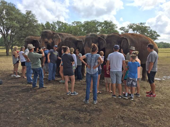 elephant tour texas