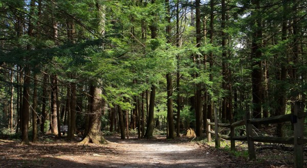 Hike This Ancient Forest In Maryland That’s Home To 300-Year-Old Trees