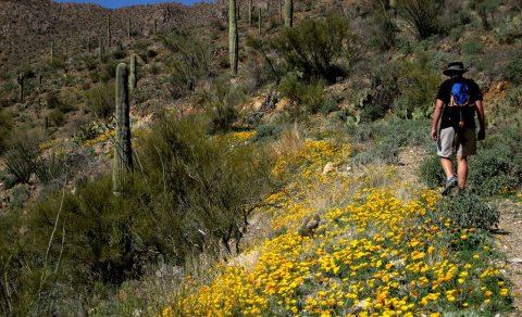 The Cactus Trail In The U.S. That Will Quickly Become Your Favorite Hike Ever