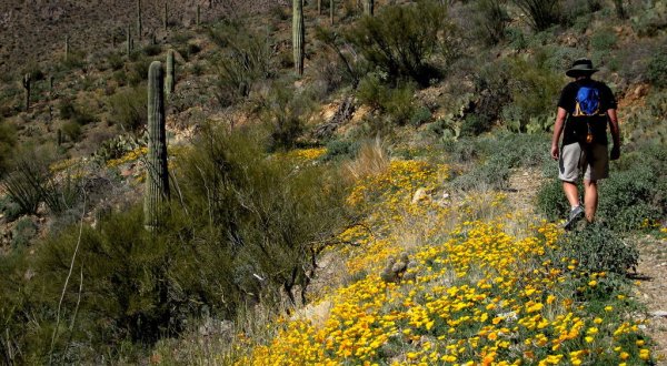 The Cactus Trail In The U.S. That Will Quickly Become Your Favorite Hike Ever