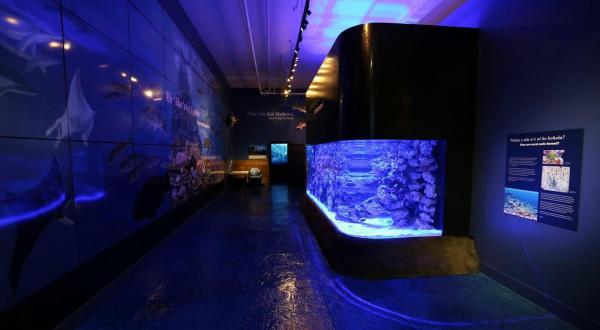 The Ocean Discovery Center In Hawaii That Tops Our Hawaii Travel List This Year