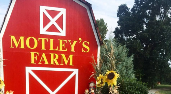 A Visit To This Arkansas Christmas Farm Is Sure To Get You Into The Holiday Spirit