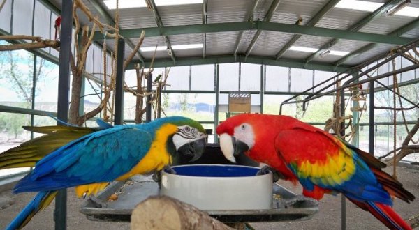 Plan Your Visit To This Amazing Tropical Parrot Sanctuary In Arizona As Soon As You Can