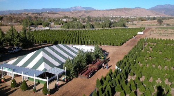 This Magical Christmas Tree Farm In Southern California Feels Like A Fairytale