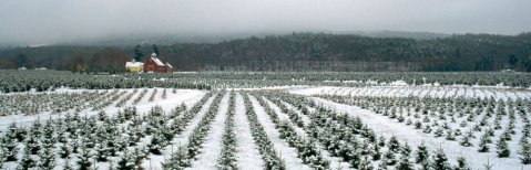 This Christmas Farm In Vermont Is An Annual Must-Do