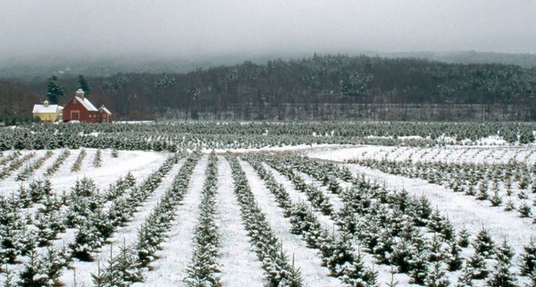 This Christmas Farm In Vermont Is An Annual Must-Do