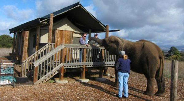 This Safari B&B In The U.S. Should Go Straight To The Top Of Your Bucket List