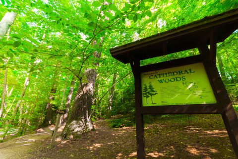 Hike This Ancient Forest In Wisconsin That’s Home To 300-Year-Old Trees