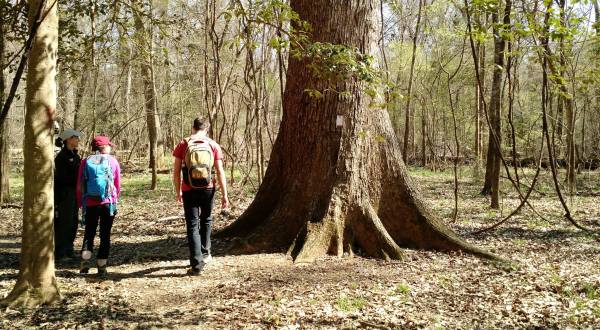 Hike This Ancient Forest In South Carolina That’s Home To 500-Year-Old Trees