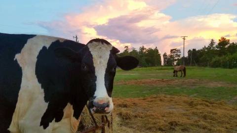 A Visit To This South Carolina Animal Sanctuary Is Perfect For Your Next Outing