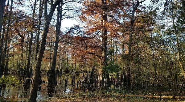 Hike This Ancient Forest In Arkansas That’s Home To 800-Year-Old Trees