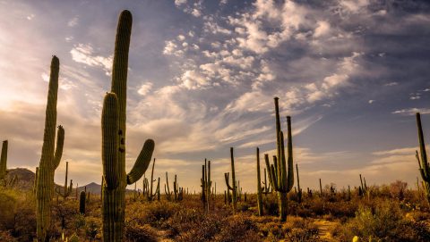 Nearly 2 Million Cacti Grow In This Unique Arizona National Park