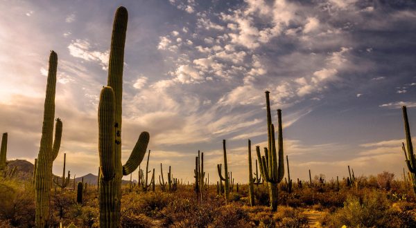 Nearly 2 Million Cacti Grow In This Unique Arizona National Park