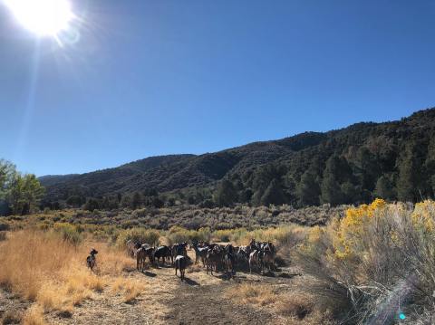 Go Hiking With Goats In Southern California For An Adventure Unlike Any Other