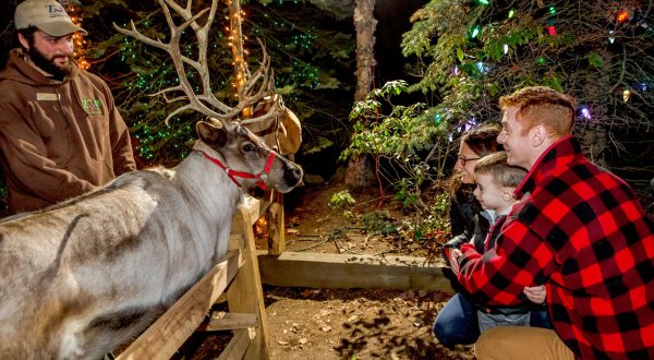 The Magical Christmas Reindeer Village In Massachusetts Where Everyone Is A Kid Again
