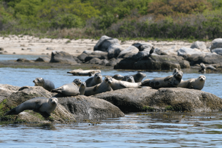 seal watch cruise ct