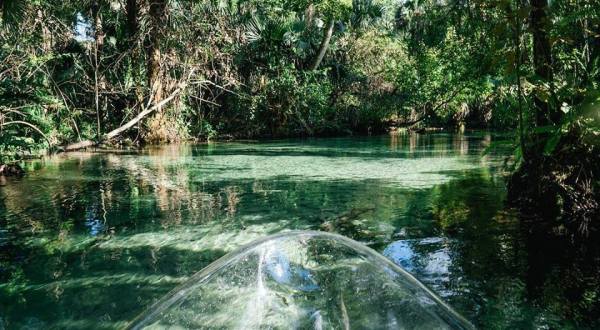Take These Glass-Bottom Kayaks Out For An Adventure Unlike Any Other In Florida