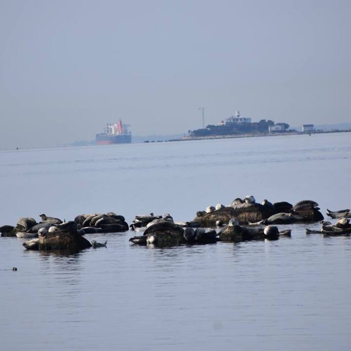 seal watch cruise ct