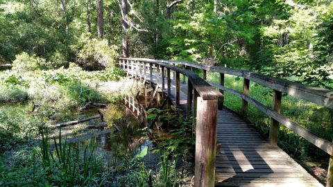6 Easy Trails In Louisiana Where You'll Probably Have It All To Yourself