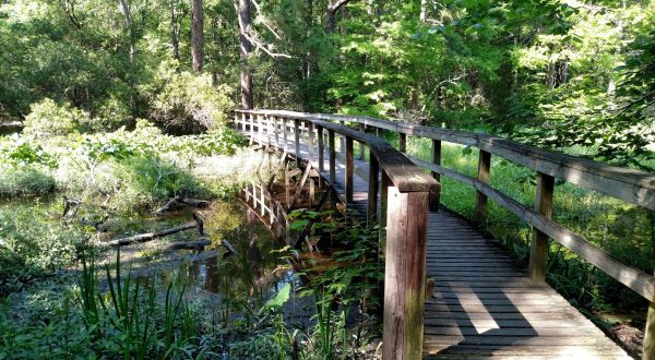 6 Easy Trails In Louisiana Where You’ll Probably Have It All To Yourself
