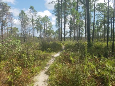 The Unrivaled Forest Hike In Louisiana Everyone Should Take At Least Once