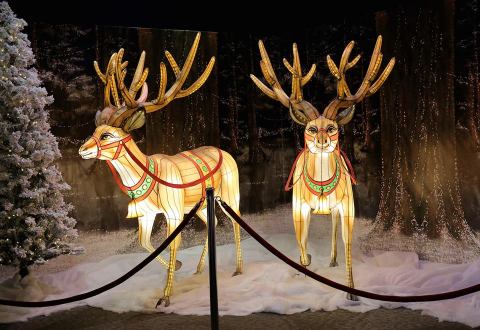 This New Orleans Zoo Has One Of The Most Spectacular Christmas Light Displays You’ve Ever Seen