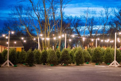 These 5 Christmas Tree Farms Near Nashville Are Absolutely Magical