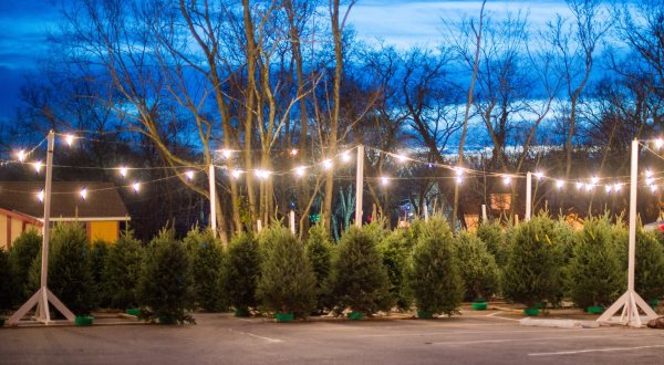 These 5 Christmas Tree Farms Near Nashville Are Absolutely Magical