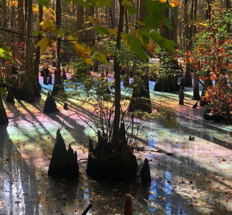 This Natural Phenomenon Happening In One Of Virginia's State Parks Is Too Beautiful For Words