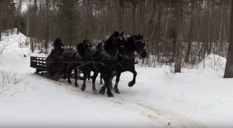 This 60-Minute New Hampshire Sleigh Ride Takes You Through A Winter Wonderland