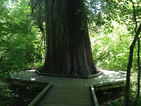 Hike This Ancient Forest In Washington That’s Home To 1,000-Year-Old Trees