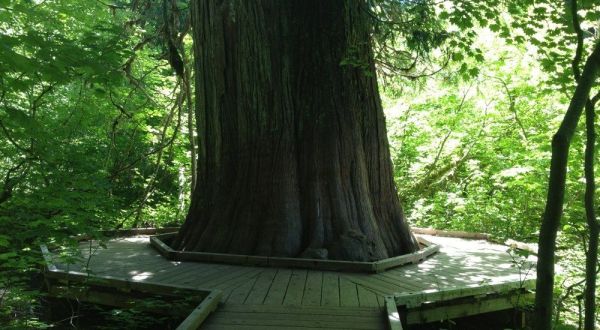Hike This Ancient Forest In Washington That’s Home To 1,000-Year-Old Trees