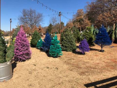 The Christmas Tree Farm In Oklahoma That's Unlike Any Other You've Ever Been To