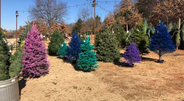 The Christmas Tree Farm In Oklahoma That’s Unlike Any Other You’ve Ever Been To