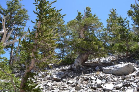 Hike This Ancient Forest In Nevada That’s Home To 3,000-Year-Old Trees