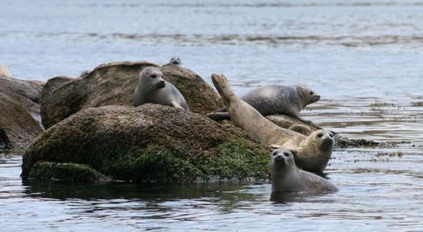 The One-Of-A-Kind Seal Watching Cruise In Connecticut That Is Pure Magic