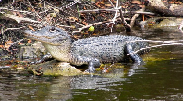 These 5 Out-Of-Place Creatures Have Been Spotted In Tennessee And You’ll Want To Steer Clear
