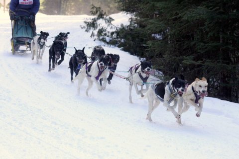 This Delightful Wisconsin Winter Festival Is For The Dogs - Literally