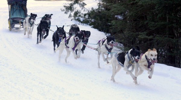 This Delightful Wisconsin Winter Festival Is For The Dogs – Literally