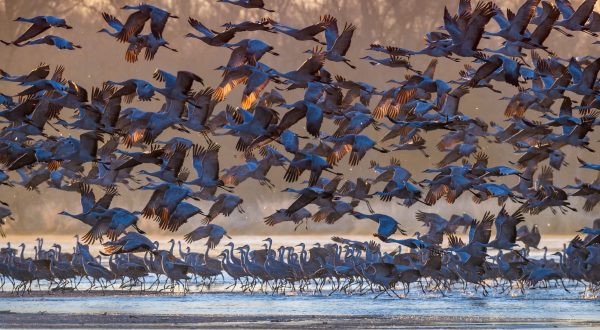 See More Than 600,000 Sandhill Cranes At This Incredible Nature Preserve In The U.S.