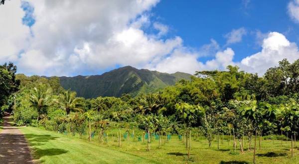 Visit One Of The Country’s Only Cacao Farms On This Sweet Tour In Hawaii