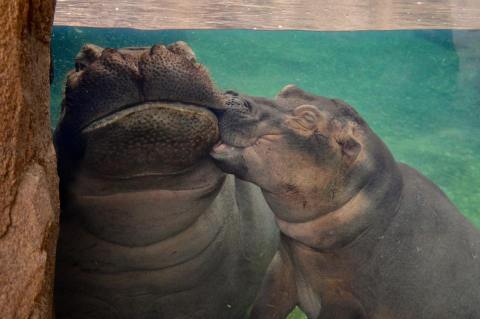 You Can Enjoy Breakfast With Hippos At This Cincinnati Zoo