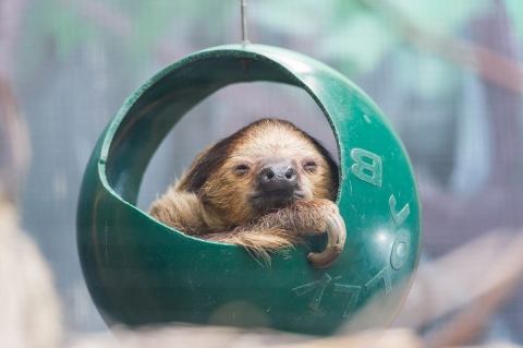 You Can Enjoy Breakfast With Sloths At This Massachusetts Zoo