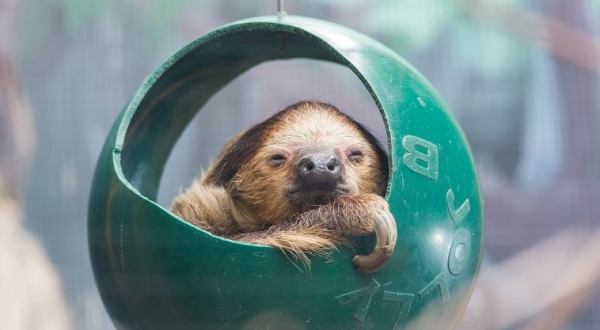 You Can Enjoy Breakfast With Sloths At This Massachusetts Zoo