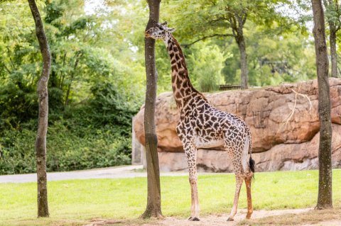 This Zoo In Nashville Has Animals That You May Have Never Seen In Person Before